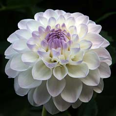 Dalia Ball 'Eveline'